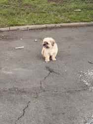 Found/Stray Male Dog last seen In the Santa fe south elementary parking lot, Oklahoma City, OK 73119