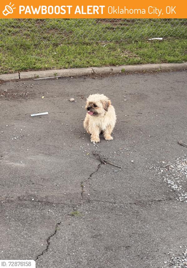 Found/Stray Male Dog last seen In the Santa fe south elementary parking lot, Oklahoma City, OK 73119