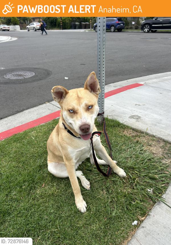 Found/Stray Female Dog last seen Cypress and vine st, Anaheim, CA 92805