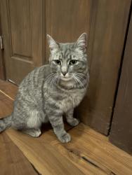 Found/Stray Unknown Cat last seen Five Mile Line Rd, Penfield, NY 14526