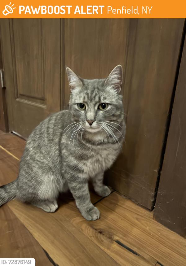 Found/Stray Unknown Cat last seen Five Mile Line Rd, Penfield, NY 14526