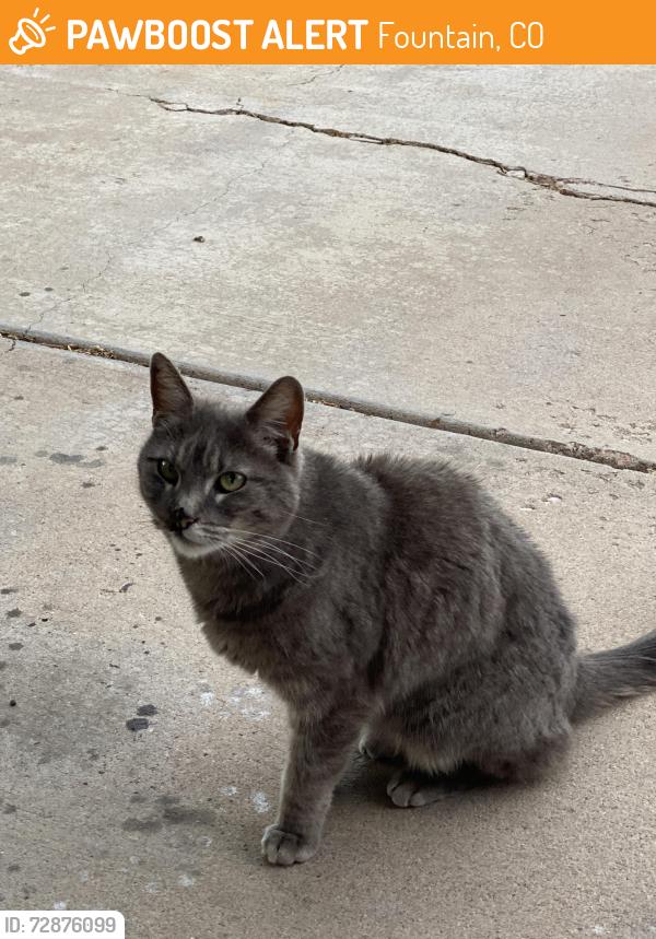 Found/Stray Unknown Cat last seen Turf Trail and Goosedown, Fountain, CO 80817