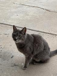 Found/Stray Unknown Cat last seen Turf Trail and Goosedown, Fountain, CO 80817