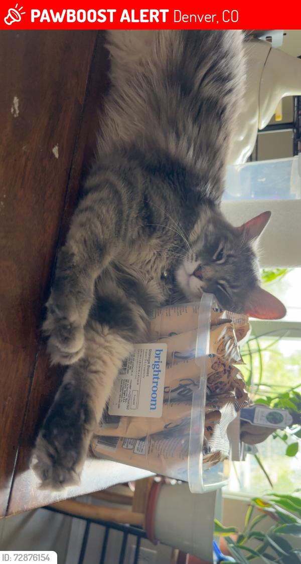 Lost Male Cat last seen Sheridan and Dakota , Denver, CO 80219