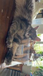 Lost Male Cat last seen Sheridan and Dakota , Denver, CO 80219