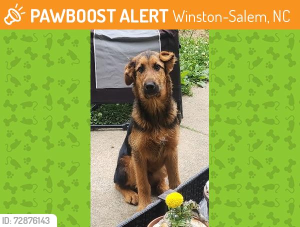 Found/Stray Male Dog last seen Teague Rd., Winston-Salem, NC 27107