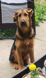 Found/Stray Male Dog last seen Teague Rd., Winston-Salem, NC 27107