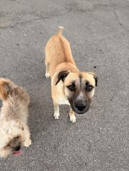 Found/Stray Female Dog last seen In Santa Fe South Elementay parking lot, Oklahoma City, OK 73119