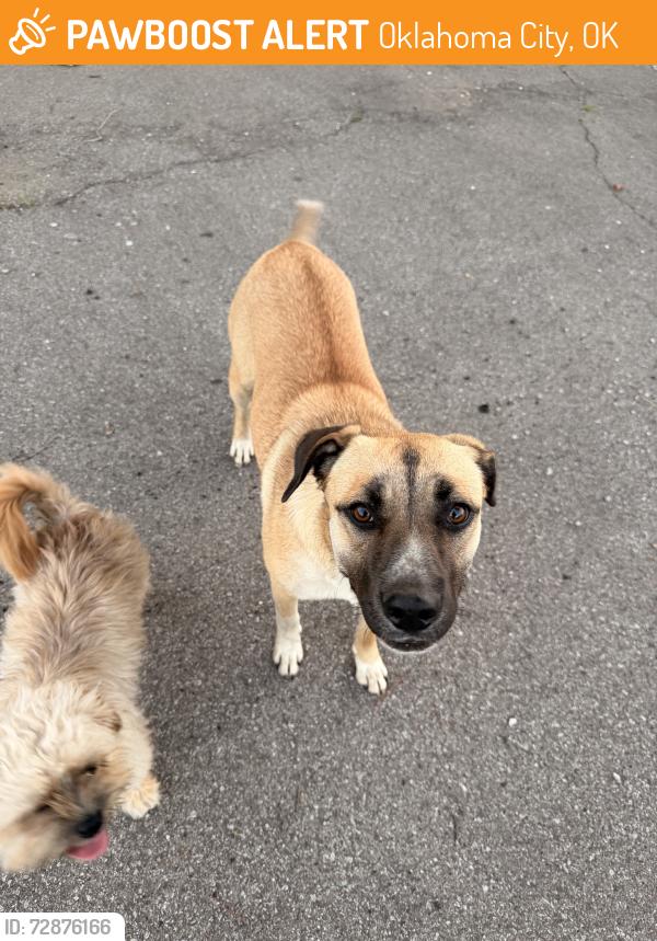 Found/Stray Female Dog last seen In Santa Fe South Elementay parking lot, Oklahoma City, OK 73119