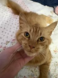 Lost Male Cat last seen Cabin Creek Rd, Nicholson Ga/Hoods Academy Rd, Nicholson Ga, Nicholson, GA 30565