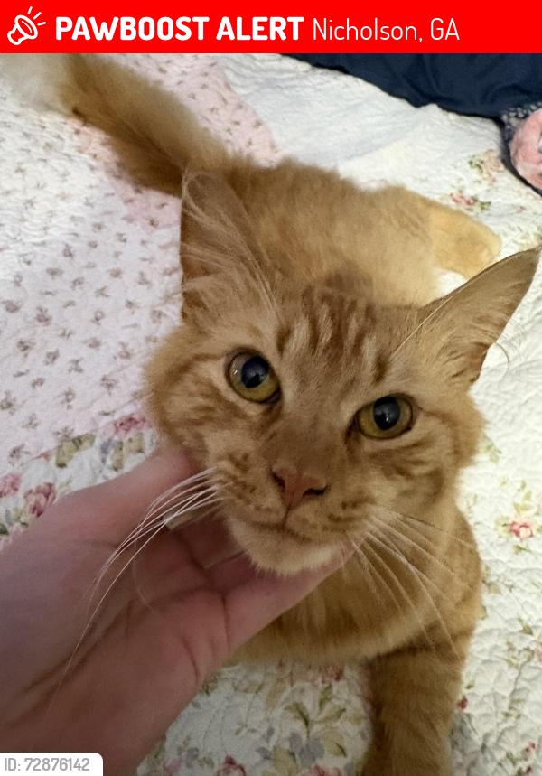 Lost Male Cat last seen Cabin Creek Rd, Nicholson Ga/Hoods Academy Rd, Nicholson Ga, Nicholson, GA 30565