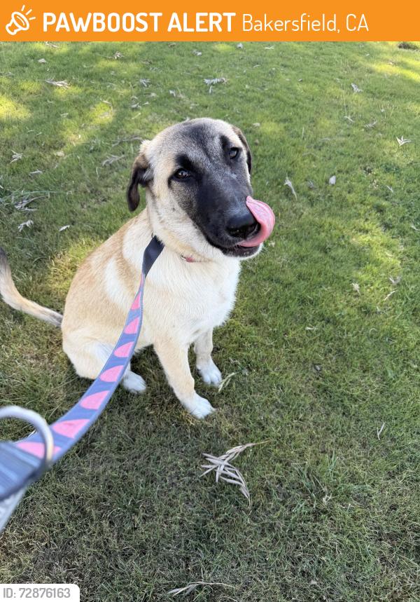 Found/Stray Female Dog last seen 19th and Truxton , Bakersfield, CA 93301