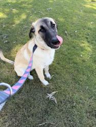 Found/Stray Female Dog last seen 19th and Truxton , Bakersfield, CA 93301