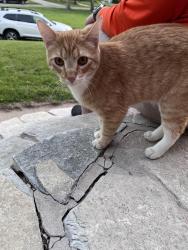 Found/Stray Female Cat last seen Washington High School, Cedar Rapids, IA 52402