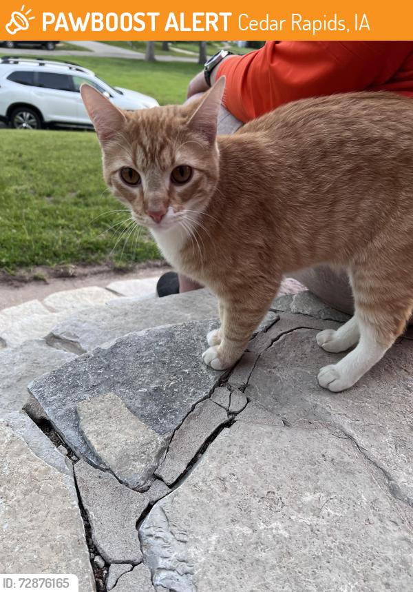 Found/Stray Female Cat last seen Washington High School, Cedar Rapids, IA 52402