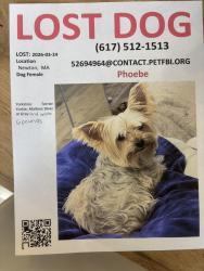 Lost Female Dog last seen Old field rd, Newton, MA 02459