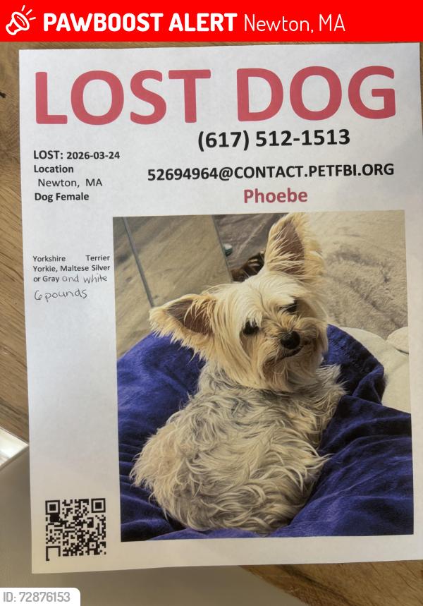 Lost Female Dog last seen Old field rd, Newton, MA 02459