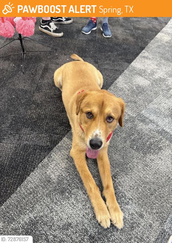 Found/Stray Male Dog last seen Inside CVS on Cypresswood, Spring, TX 77387