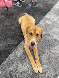 Found/Stray Male Dog last seen Inside CVS on Cypresswood, Spring, TX 77387