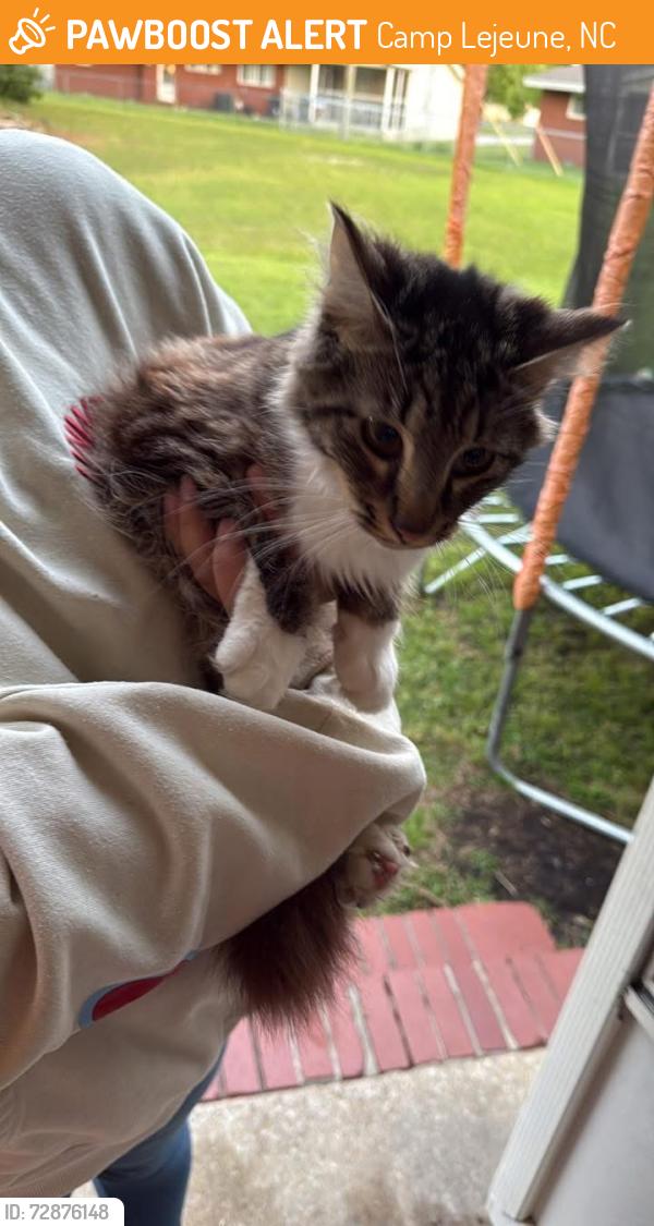 Found/Stray Unknown Cat last seen Berkeley Manor Camp Lejeune , Camp Lejeune, NC 28547