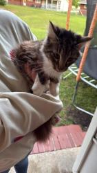 Found/Stray Unknown Cat last seen Berkeley Manor Camp Lejeune , Camp Lejeune, NC 28547