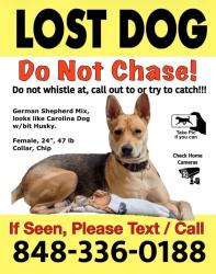 Lost Female Dog last seen Arlington Cemetery Metro Station, Arlington, VA 22201