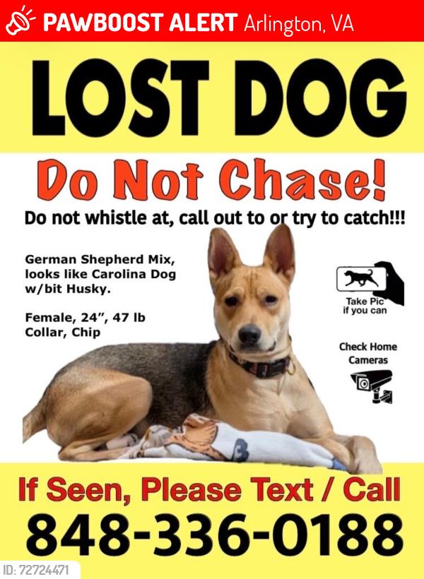 Lost Female Dog last seen Arlington Cemetery Metro Station, Arlington, VA 22201