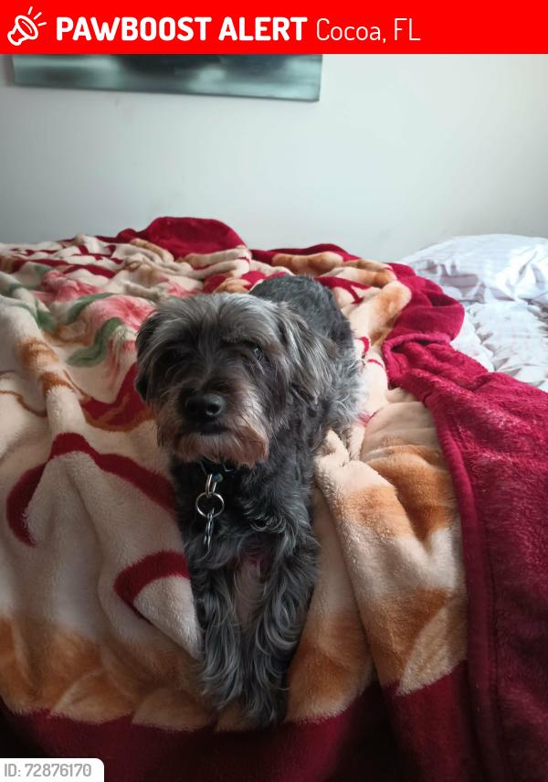 Lost Male Dog last seen Fern st Cocoa , Cocoa, FL 32923