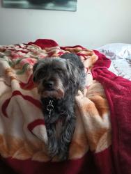 Lost Male Dog last seen Fern st Cocoa , Cocoa, FL 32923