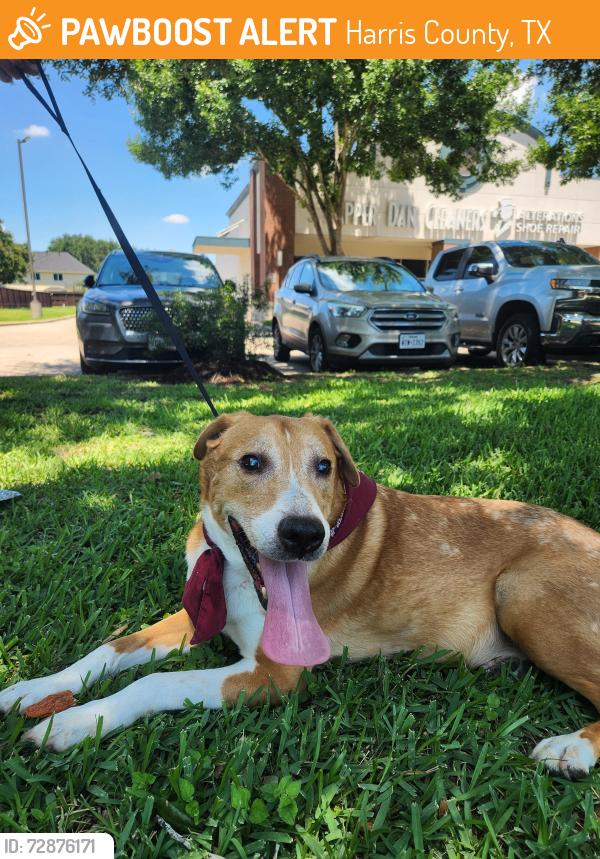 Found/Stray Male Dog last seen Fry Rd and Highland Knolls , Harris County, TX 77449