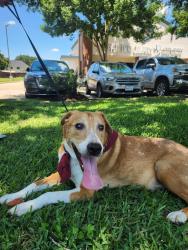 Found/Stray Male Dog last seen Fry Rd and Highland Knolls , Harris County, TX 77449