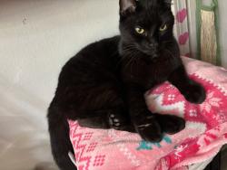 Lost Female Cat last seen 172nd and couch , Gresham, OR 97230