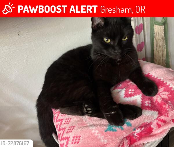 Lost Female Cat last seen 172nd and couch , Gresham, OR 97230