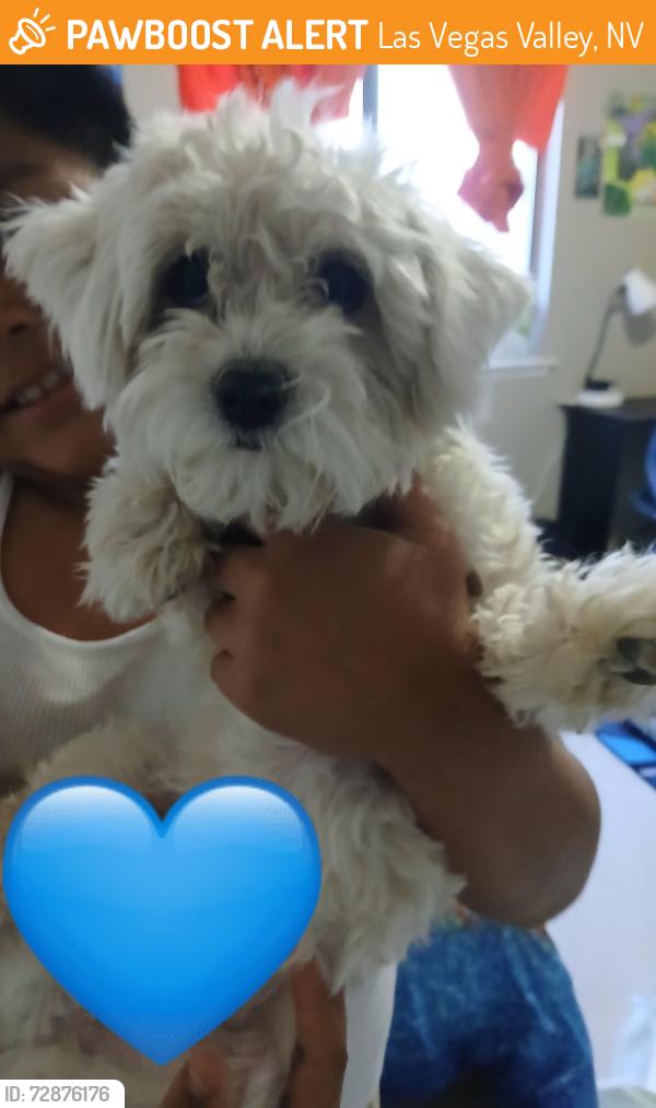 Found/Stray Male Dog last seen CHRISTY LANE AND OWENS, Las Vegas Valley, NV 89110