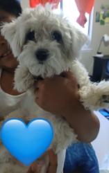Found/Stray Male Dog last seen CHRISTY LANE AND OWENS, Las Vegas Valley, NV 89110