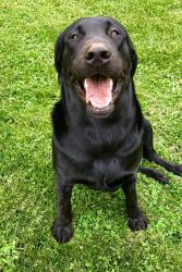 Lost Male Dog last seen Us 30, Etna Green, IN 46524