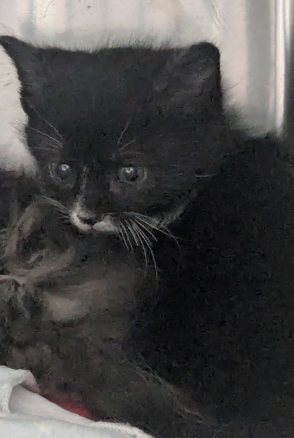 Shelter Stray Male Cat last seen Alameda County, CA , Oakland, CA 94601