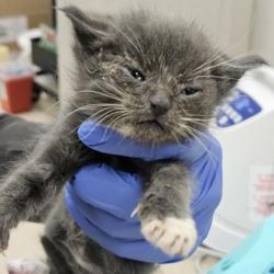 Shelter Stray Male Cat last seen Oakland, CA 94601, Oakland, CA 94601