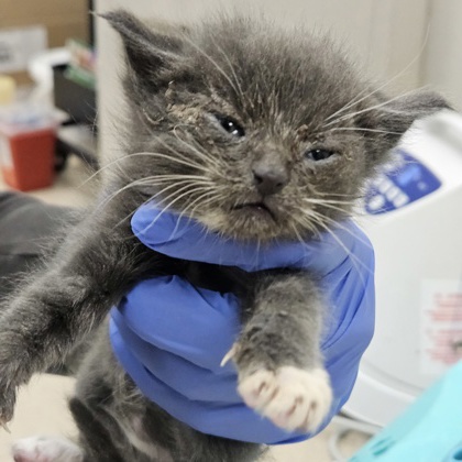 Shelter Stray Male Cat last seen Oakland, CA 94601, Oakland, CA 94601