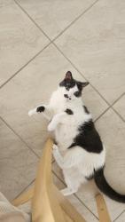 Lost Male Cat last seen Pine Bay Ct (Bay Run), Orlando, FL 32825