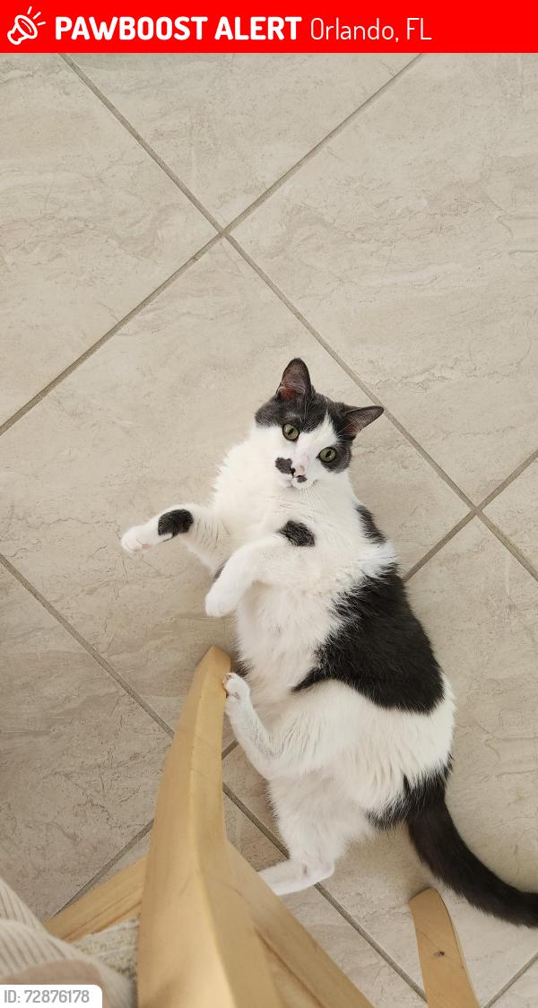 Lost Male Cat last seen Pine Bay Ct (Bay Run), Orlando, FL 32825