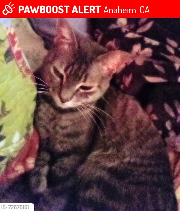 Lost Female Cat last seen Guinida Ln near Palm, Anaheim, CA 92805