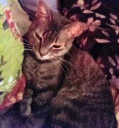 Lost Female Cat last seen Guinida Ln near Palm, Anaheim, CA 92805
