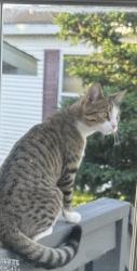 Lost Female Cat last seen River road, Noblesville, IN 46062
