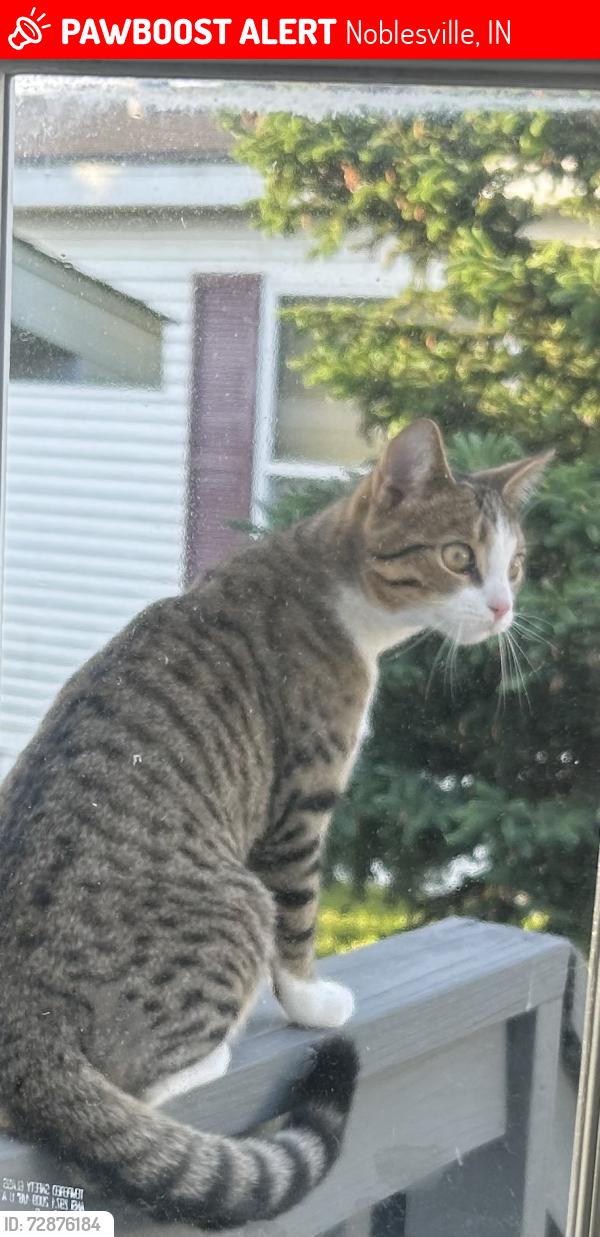 Lost Female Cat last seen River road, Noblesville, IN 46062