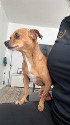 Lost Female Dog last seen Near con la 80, Miami, FL 33147