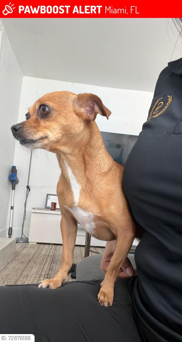 Lost Female Dog last seen Near con la 80, Miami, FL 33147