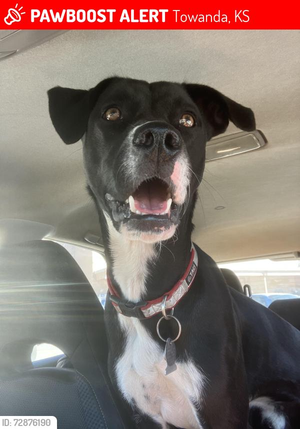 Lost Male Dog last seen Pine ridge ests towanda ks, Towanda, KS 67144
