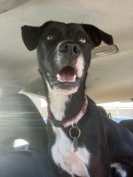 Lost Male Dog last seen Pine ridge ests towanda ks, Towanda, KS 67144