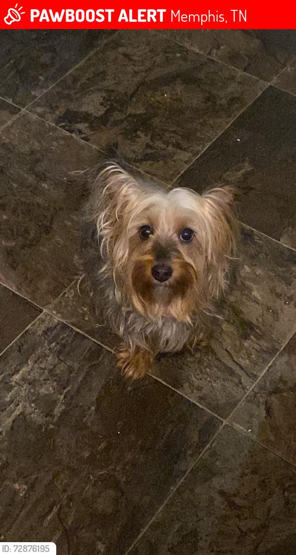 Lost Female Dog last seen Tchulahoma rd & Shelby drive, Memphis, TN 38118
